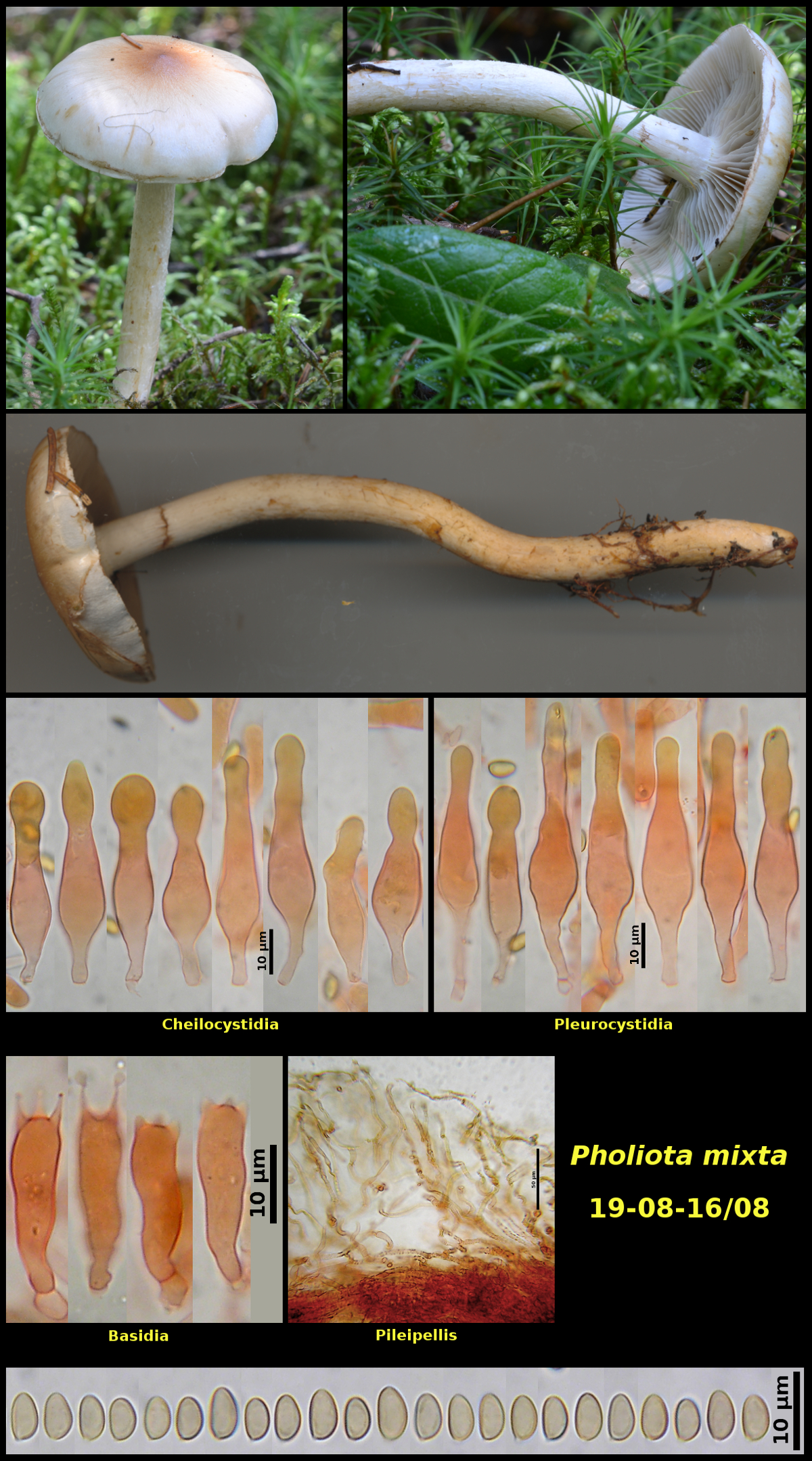 Picture of <i>Pholiota mixta</i>